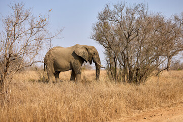 Obraz premium Large adult African elephant in Kruger National Park, South Africa, standing in its natural savanna habitat during a safari. Iconic African wildlife in the wild.