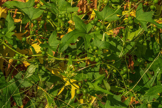 White bryony with green fruits as a background.Bryonia alba,false mandrake,English mandrake,tetterbury.