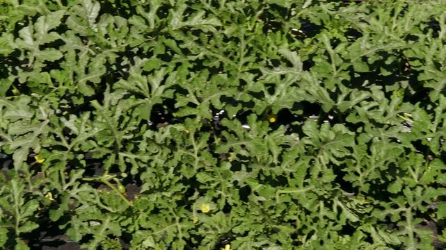 Watermelon plants growing in rows with lush green leaves and small yellow flowers under bright sunlight in an agricultural field
