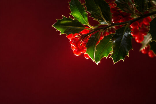 Evergreen Branch as Premium Christmas Stock Background
