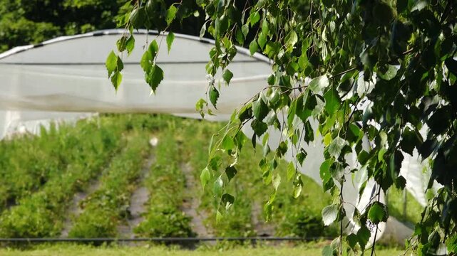 Greenhouse structure with protective covering over rows of growing watermelon plants in a lush agricultural field surrounded by trees