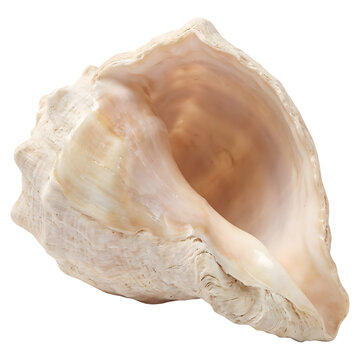Open spiral conch sea shell aperture view isolated on transparent background