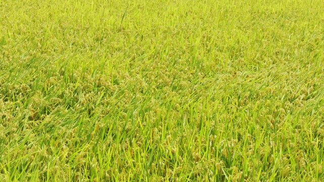 Rice plants swaying in wind in a paddy field