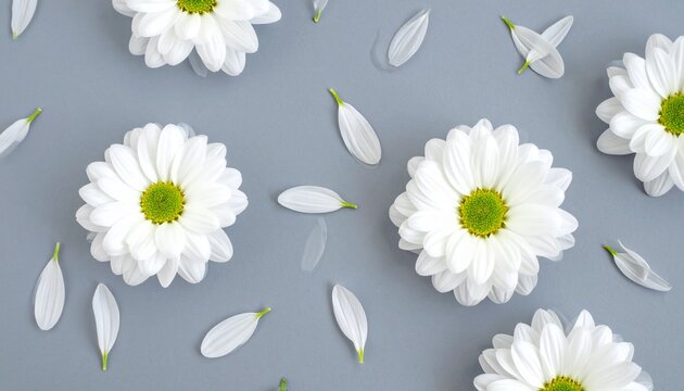 White chrysanthemum flowers and petals pattern on soft grey background with chrysanthemum background botanical minimalist