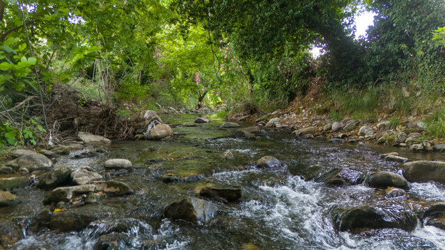 Rocky Mountain Stream Flowing Through Lush Green Forest
