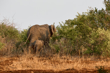 African elephant mother and young calf drinking at a waterhole in Kruger National Park, South Africa. Wildlife scene showing a family group in the African savanna. © Savory