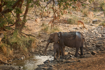 African elephant mother and young calf drinking at a waterhole in Kruger National Park, South Africa. Wildlife scene showing a family group in the African savanna. © Savory