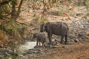 African elephant mother and young calf drinking at a waterhole in Kruger National Park, South Africa. Wildlife scene showing a family group in the African savanna. © Savory