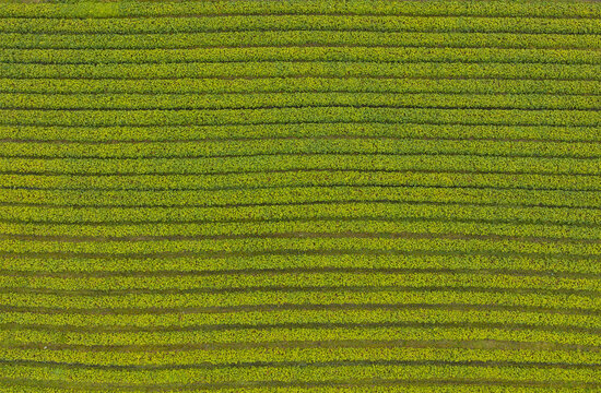 Aerial view of strawberry rows in agricultural fields in Valldal, More og Romsdal, Norway.