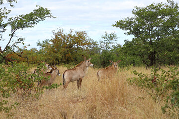 Fototapeta premium Roanantilope oder Pferdeantilope / Roan antelope / Hippotragus equinus