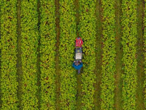 Aerial view of a farmer using a machine to maintain rows of strawberry plants in a field in Valldal, More og Romsdal, Norway.