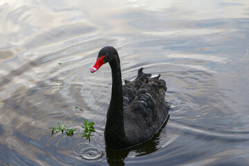 Fototapeta premium Black swan swimming peacefully across calm water, showing elegant dark plumage and gentle reflections in a natural outdoor setting