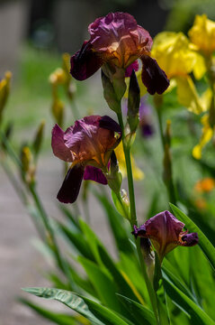 Iris germanica ornamental flowers in bloom, beautiful tall flowering Siberian flag plants in garden