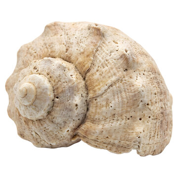 Rough textured spiral conch sea shell top view isolated on transparent background
