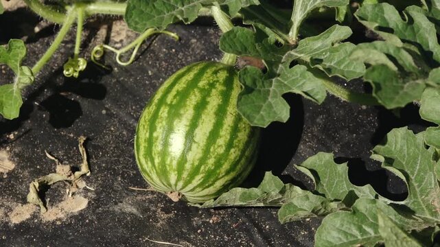 Watermelon growing process with vibrant green fruit nestled among lush leaves on black plastic mulch in agricultural field