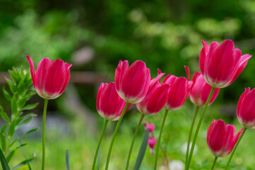 Fototapeta premium Pink triumph Dynasty tulips flowers blooming in garden with green blurred background photographed close up in natural daylight
