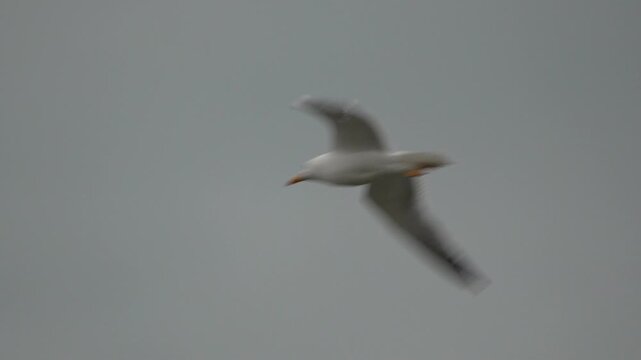 Graceful white gull glides through a bleak overcast sky, wings flapping steadily while searching for prey over the coastal bay area. Tracking shot.