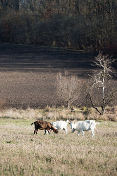 Goats grazing peacefully in a sunlit field surrounded by lush vegetation and a serene landscape during the golden hour