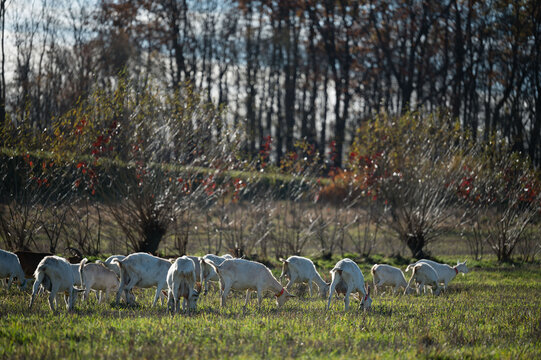 Grazing goats wander through a serene field under a soft autumn light, showcasing nature's beauty against a backdrop of distant trees and vibrant foliage
