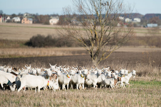 Herd of white goats grazing peacefully in a picturesque field during a crisp autumn day near a distant village landscape