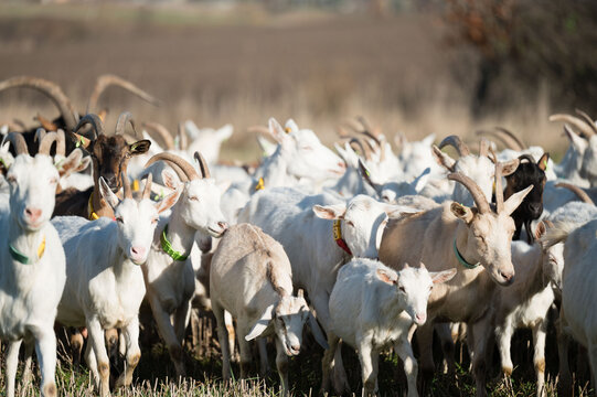 Herd of goats grazing peacefully in a sunlit pasture during early morning hours in a rural landscape, showcasing the beauty of nature and agriculture