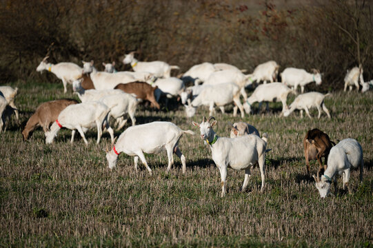 Grazing goats in a serene landscape at early morning with lush greenery and a tranquil atmosphere under soft sunlight
