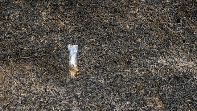 Metallic tube packaging lying on charred burnt grass. Metal trash sitting on black ash after a wildfire, representing environmental pollution, disaster damage, and ecological impact