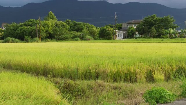 Car side window view of rice fields terrace farming plantation in Yilan,Taiwan