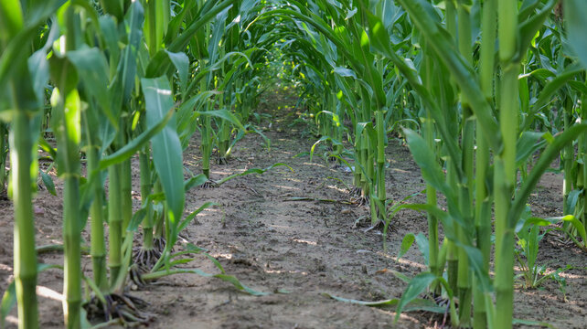 Young corn plants growing in rows of an agricultural field with visible soil, showing healthy crop development from a ground level perspective