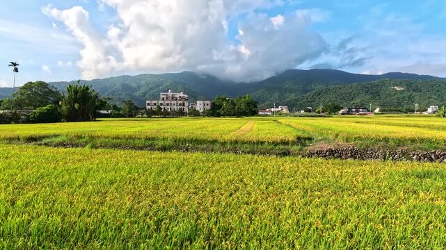 Car side window view of rice fields terrace farming plantation in Yilan,Taiwan