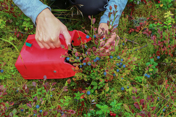 Person harvesting blueberries with a specialized berry picking tool on a mossy forest floor, showing seasonal wild berry harvesting in a natural woodland setting © Hanna