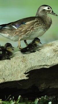Poor Baby! Mother Wood Duck Steps on her Duckling Squishes Him But He Bounced Back and was Fine