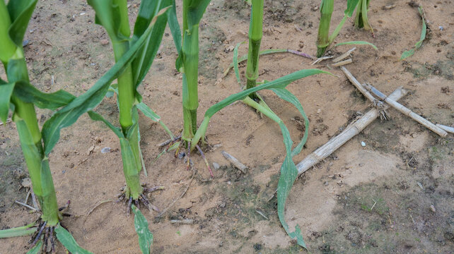 Green corn stalks growing in an agricultural field, showing healthy crop development and rows of maize plants under natural outdoor light