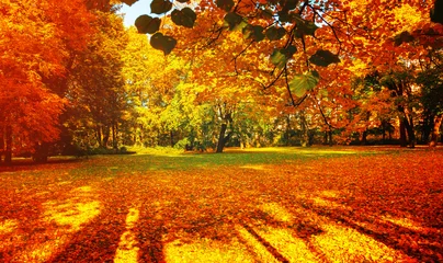 Fototapete Rot Picturesque autumn park background - autumn trees in the park in sunny October day and red and orange fallen leaves on the ground  © syntheticmessiah
