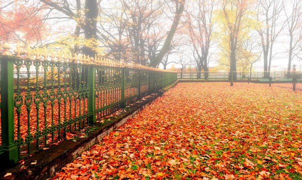 Autumn October foggy landscape - trees with orange and yellow leaves and dry fallen leaves covering the ground in city park in cloudy weather