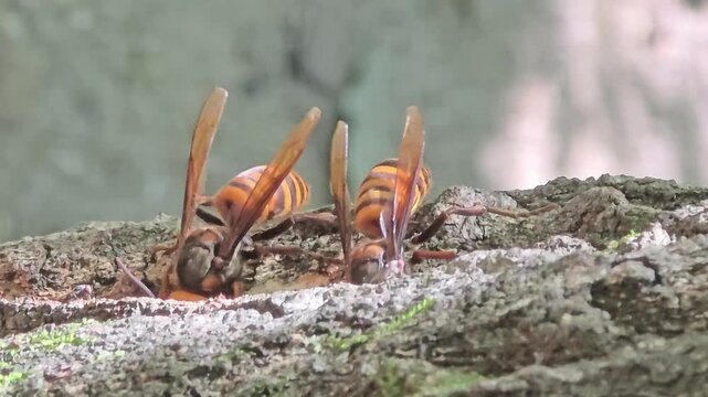 
Asian giant hornets feeding on tree sap on oak bark, 4K macro video#020
