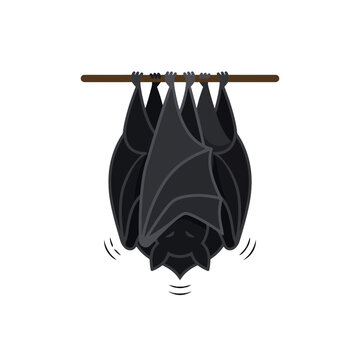 Spooky Halloween bat hanging upside down from a branch vector graphic