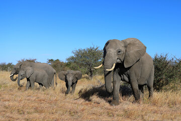 Fototapeta premium Afrikanischer Elefant / African elephant / Loxodonta africana