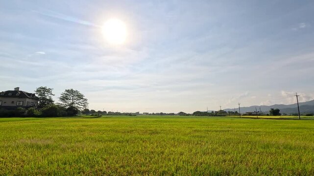 Car side window view of rice fields terrace farming plantation in Yilan,Taiwan
