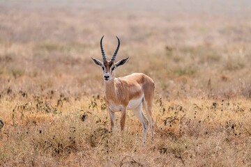 Fototapeta premium Thomson's gazelle standing alert in grassland, Serengeti, Tanzania
