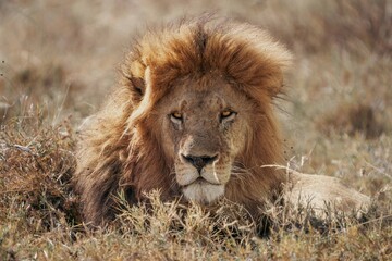 Male lion resting near rocky outcrop, Serengeti, Tanzania © Kia