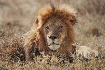 Male lion resting near rocky outcrop, Serengeti, Tanzania © Kia