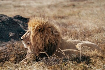 Male lion resting near rocky outcrop, Serengeti, Tanzania © Kia