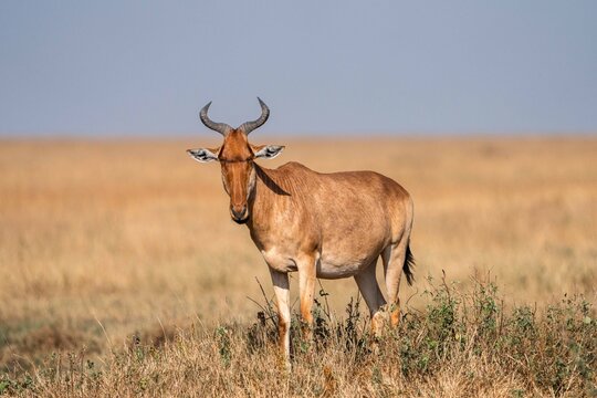 Hartebeest standing in open savanna grassland, Serengeti, Tanzania