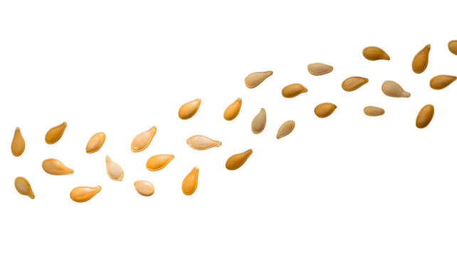 Roasted organic pumpkin seeds arranged in a dynamic flowing wave pattern isolated on transparent background