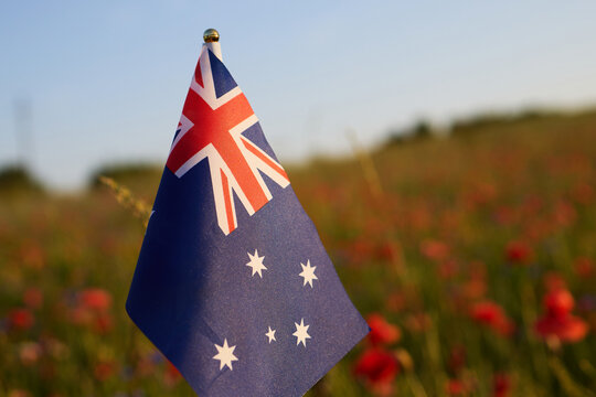 Australian flag waving in poppy field sunset