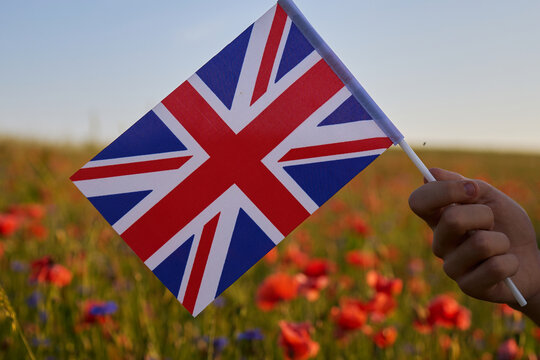 Hand holding united kingdom flag in poppy field