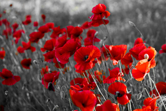 Red poppies growing in a selective color field