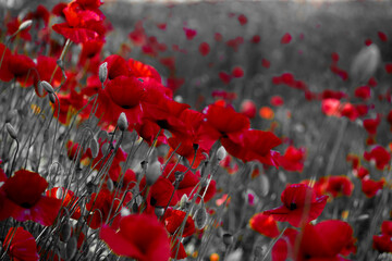 Obraz premium Red poppies blooming in field with selective color