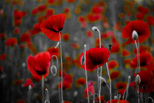 Red poppies growing in field with selective color